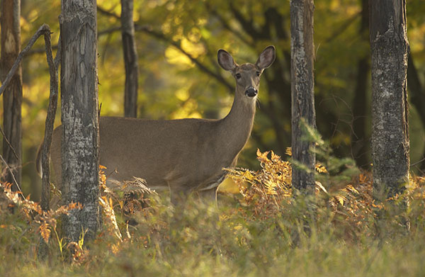 Michigan Sets New Deer Hunting Regulations Designed to Fight CWD