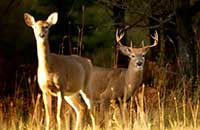 Prospects Good for Deer Hunters