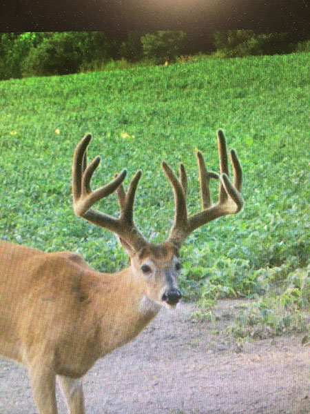 This trail camera photo of Collins buck was taken during the summer.