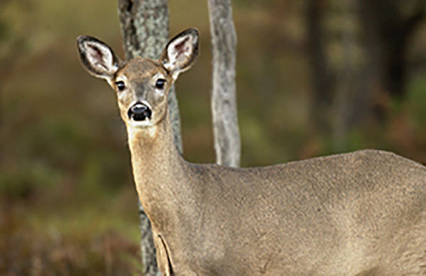 Michigan Approves 2019 Deer Regulations Related to Chronic Wasting Disease