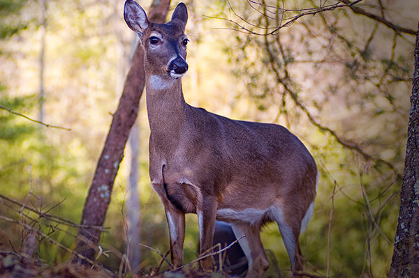 Bonus Antlerless Deer Quotas Set for Indiana Counties