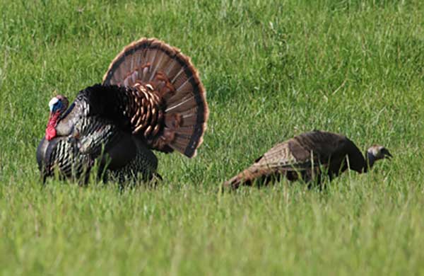 Spring Turkey Harvest Continues to Drop