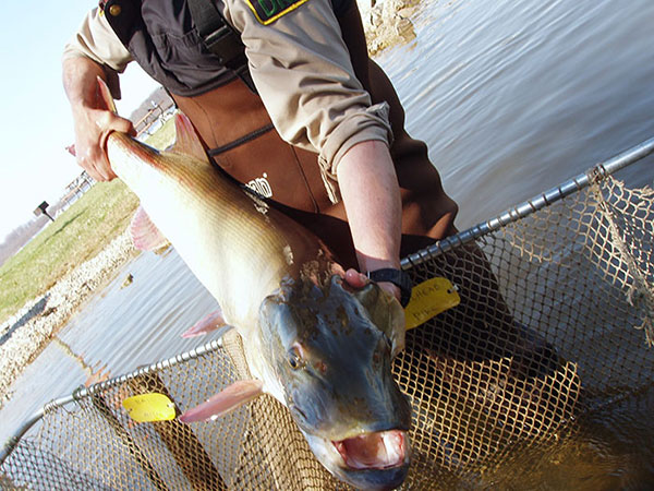 DNR Will Move Muskie This Spring to Build Inland Sources