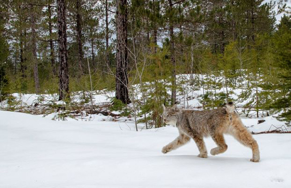 Canada Lynx Released Safely to the Wild in Upper Peninsula