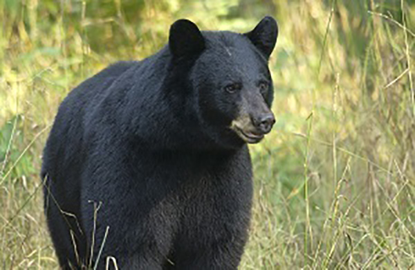Bear Season is Around the Corner; New Population Estimates Available