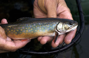 Michigan Seeks Comments on Inland Trout Management Plan