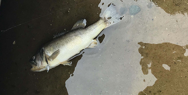 Largemouth Bass Virus Re-emerges; Confirmed in Iosco County Lake