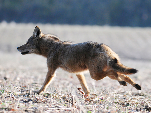 Coyote Sightings and What You Can Do to Prevent Conflicts