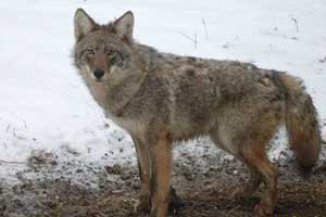 Michigan approves year-round coyote hunting season in Michigan; alter other furbearer seasons.