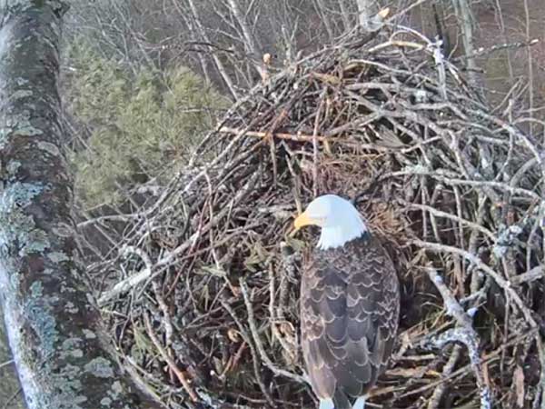 Watch Nesting Eagles on Live Eagle Cam