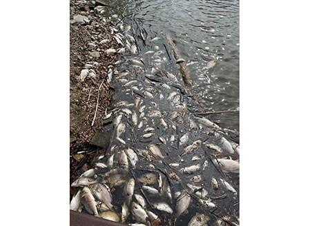 DNR Confirms Lake Macatawa Fish Die-off Due to VHS