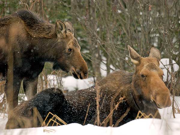 Biologists: Mild Winter a Blessing for Michigan Wildlife