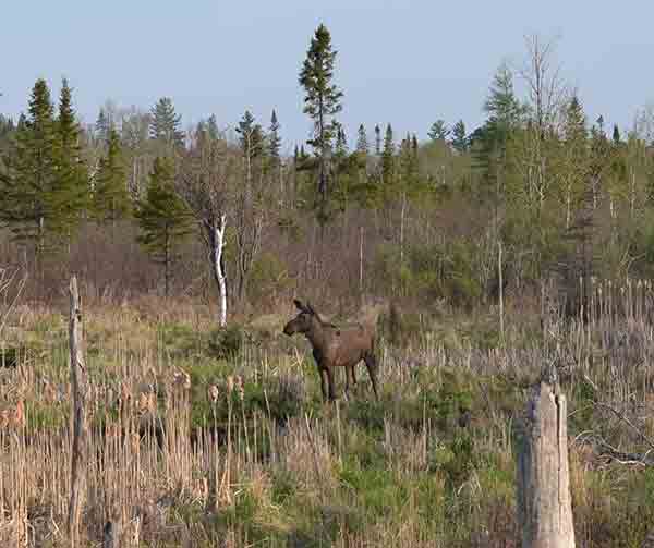 DNR Ready to Help Evaluate Status of Moose In Michigan