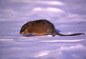 Just What Are Muskrats?