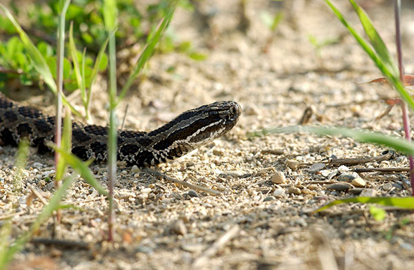 Michigan’s Rare Massasauga Rattlers are Prominent in Cass County