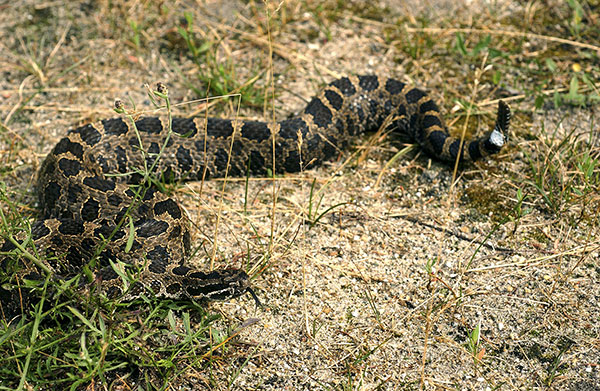 Michigan’s Rare Massasauga Rattlers are Prominent in Cass County