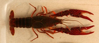 Invasive Red Swamp Crayfish Found in Southern Michigan