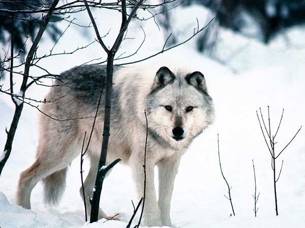 Wolves remain a hot issue in Upper Peninsula