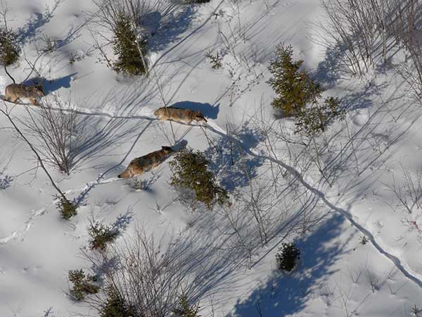Aerial view of wolves in the Upper Peninsula