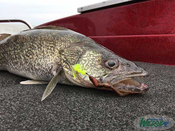 Five Steps To More Summer Walleyes