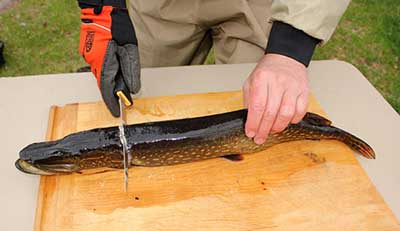 Begin cleaning by laying the pike on its belly.