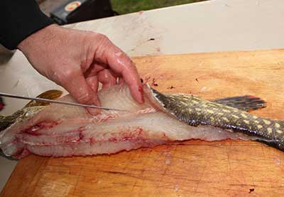 With pike in the 25- to 28-inch range, Y bones can be found with the fingertips and pulled out that way