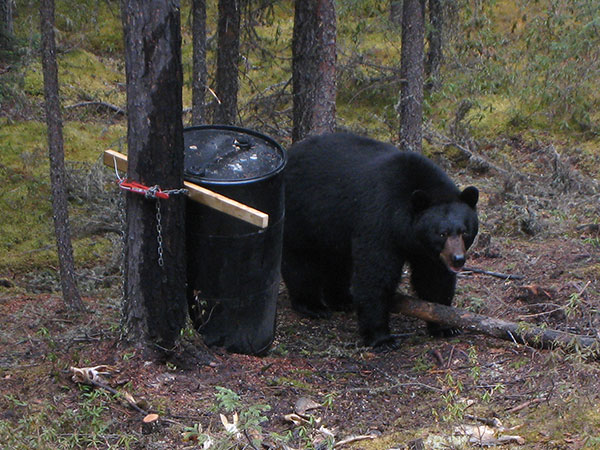 The Infamous ‘Ground Shrinkage’ of Black Bears