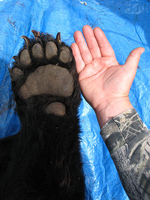 Bear Paw and Human Hand