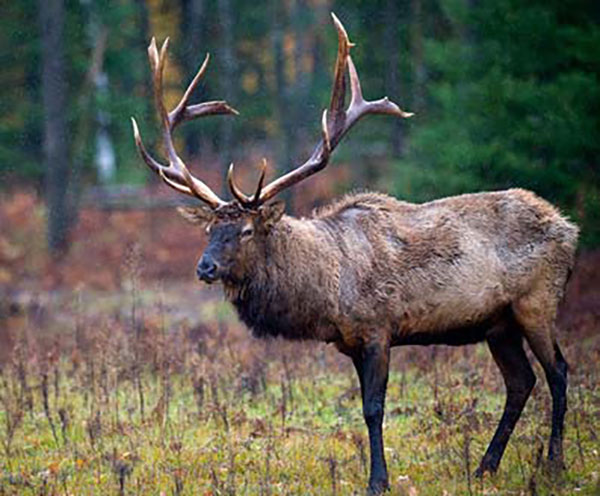Michigan’s 2019 Elk Hunting Season Recap