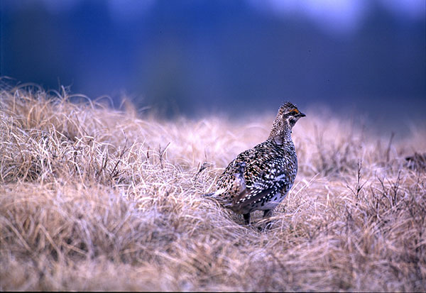 Michigan’s Sharp-Tail Grouse Offer Unique Hunting Opportunity