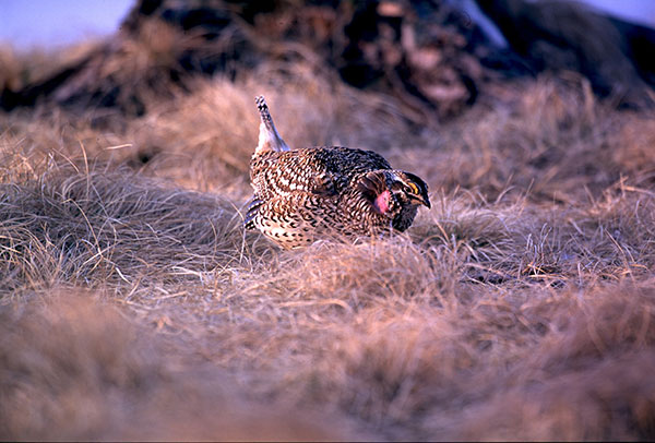 Sharp-Tail Grouse