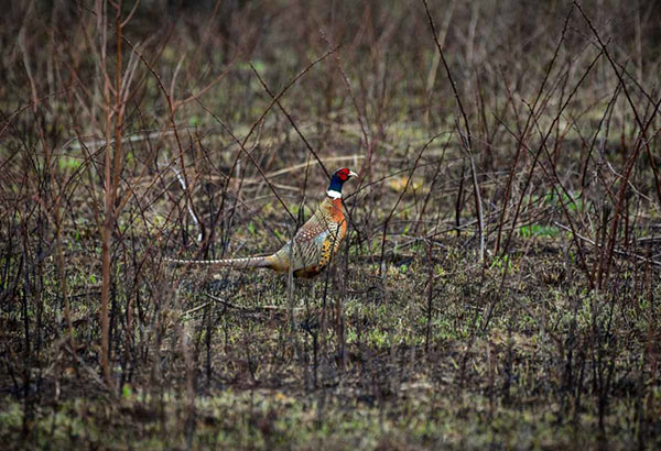 Reserve a Spot for Put and Take Pheasant Hunts Sept. 5