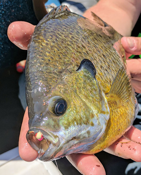The Tungsten Advantage for Summer and Autumn Panfish