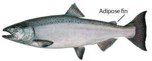All Chinook salmon stocked in Lake Superior since 2012 have received adipose fin clips.