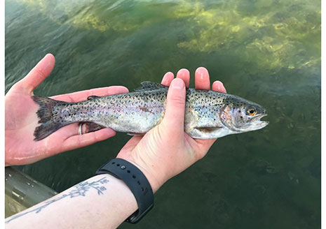 Indiana Stocking Trout for Stream Opener on April 27