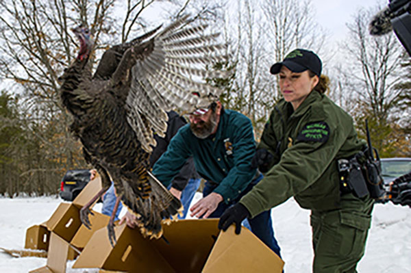 Wildlife biologists releasing turkey into the wild