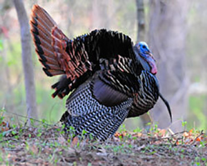 Apply for Reserved Spring Turkey Hunts, Jan. 6