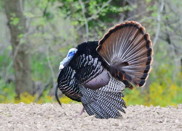 Indiana Announces Applications for Reserved Turkey Hunts