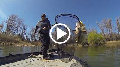 Swimbaits: One Cast Two Giant Bass
