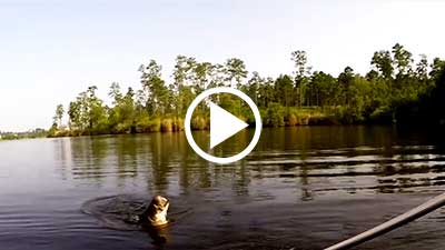 Fascinating Video of Leaping Big Bass