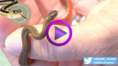 60-Second Snakes: Northern Red-bellied Snake