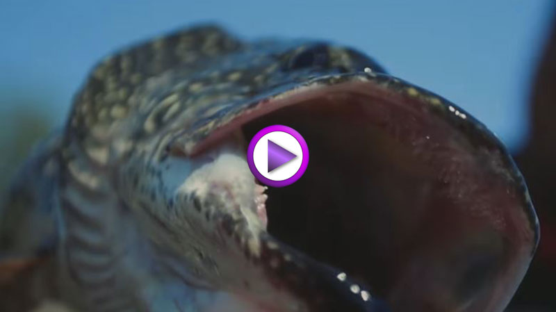 Like catching pike? Check this out.