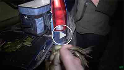 Frog Processing | Indiana DNR
