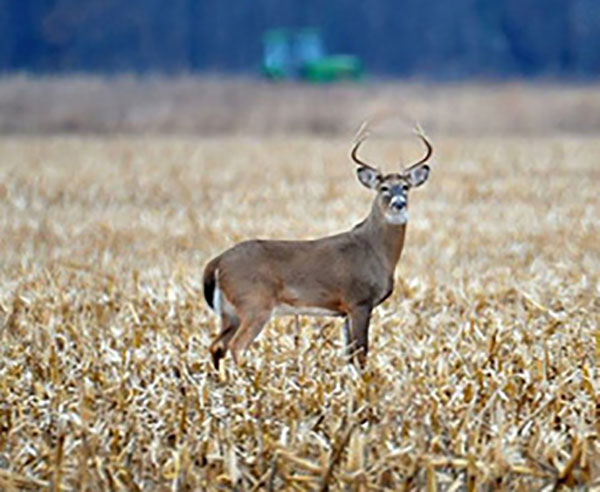 2019 Deer Season Improved – Will This Year Deliver the Same? 