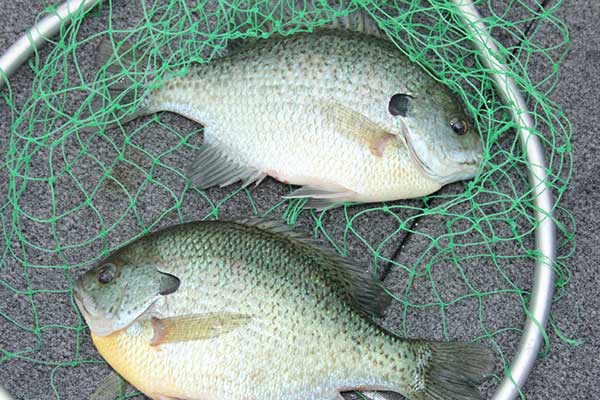 Wisconsin study suggests bluegill can be overharvested.
