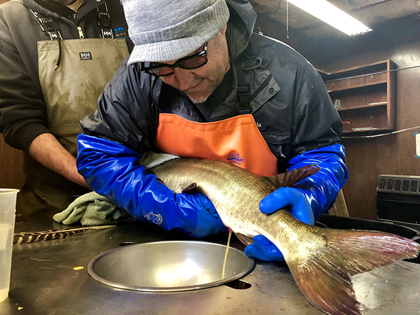 DNR Won’t Be Taking Muskie, Walleye Eggs This Year
