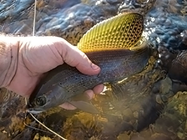 DNR Gets $180,000 Donation for Arctic Grayling Project