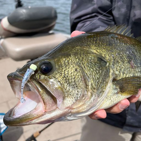 When Things Get Tough, Try Microbaits for Macro Bass