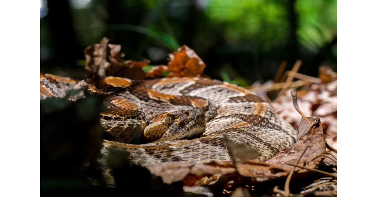 Venomous Snake