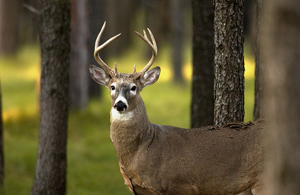 Michigan Modifies Deer Hunting Regulations for This Fall